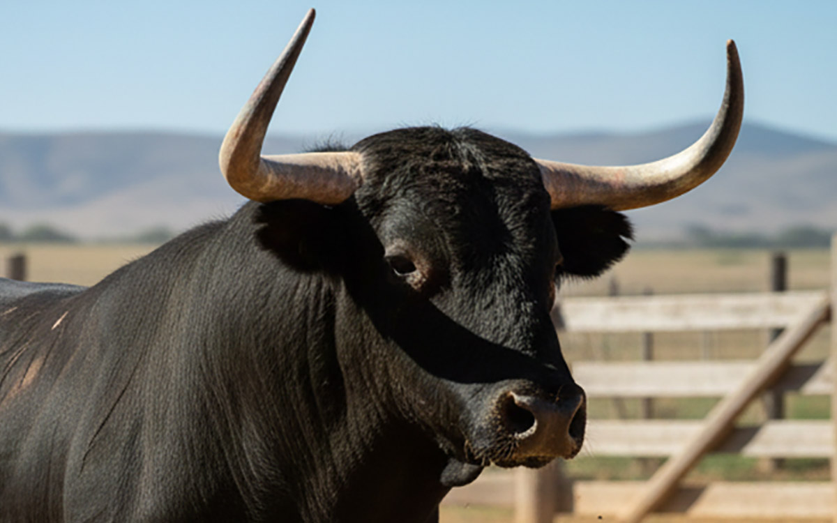 Comando roba 65 toros de engorda en un rancho de Aguascalientes Comando roba 65 toros de engorda en un rancho de Aguascalientes