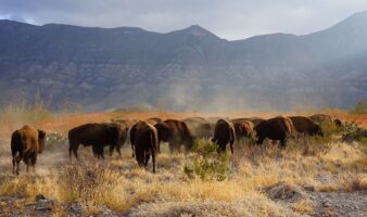 Recuperan cultura y ecosistema: Reintroducen bisontes en Coahuila tras 200 años de ausencia