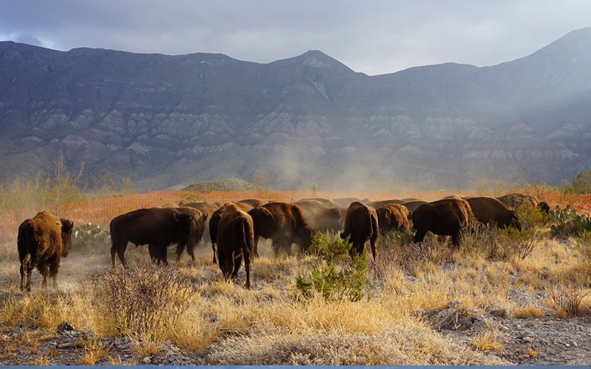 Recuperan cultura y ecosistema: Reintroducen bisontes en Coahuila tras 200 años de ausencia Recuperan cultura y ecosistema: Reintroducen bisontes en Coahuila tras 200 años de ausencia