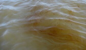 Comunidades del Golfo de México piden reunión con Sheinbaum y SEMARNAT tras respuestas evasivas por afectaciones de la actividad petrolera