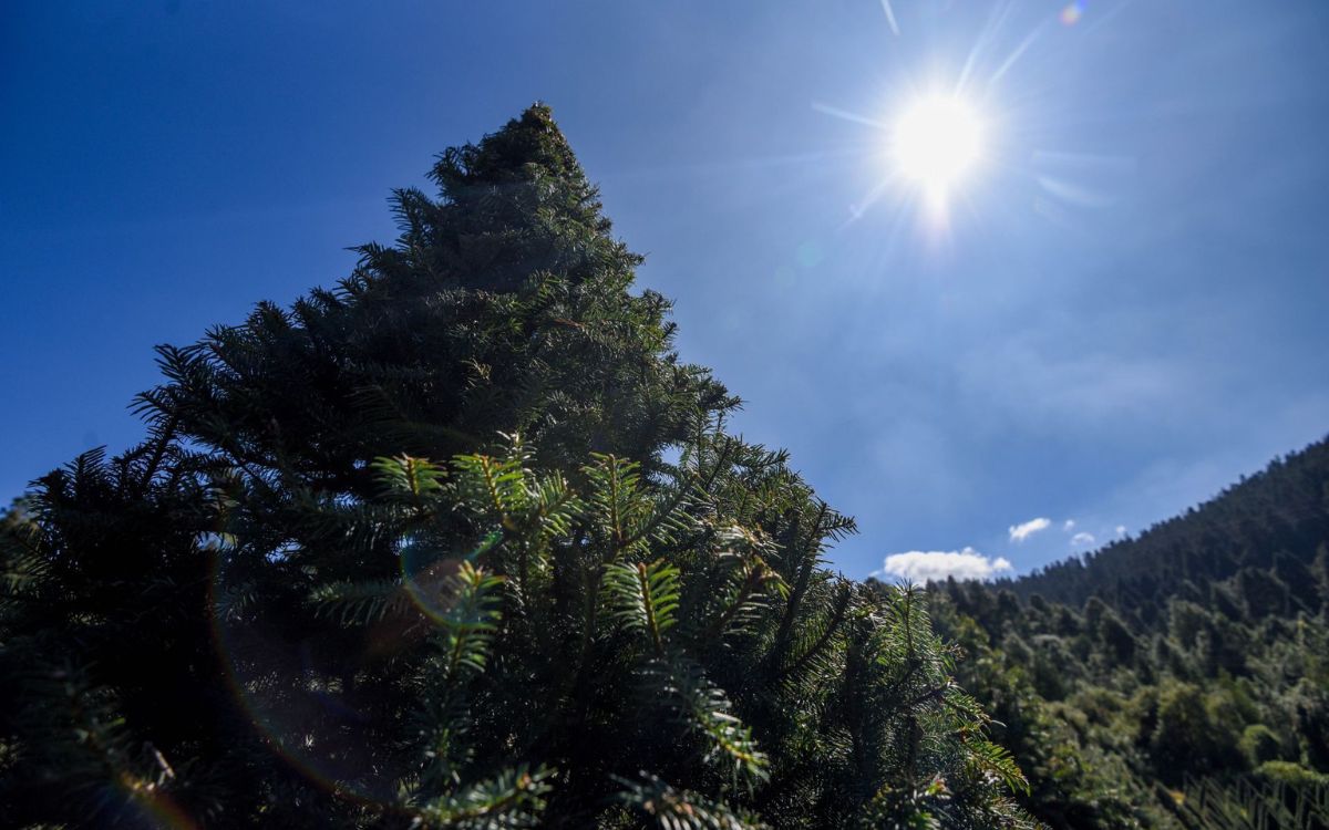 Árbol de Navidad artificial o natural ¿qué es mejor para el medio ambiente? Árbol de Navidad artificial o natural ¿qué es mejor para el medio ambiente?