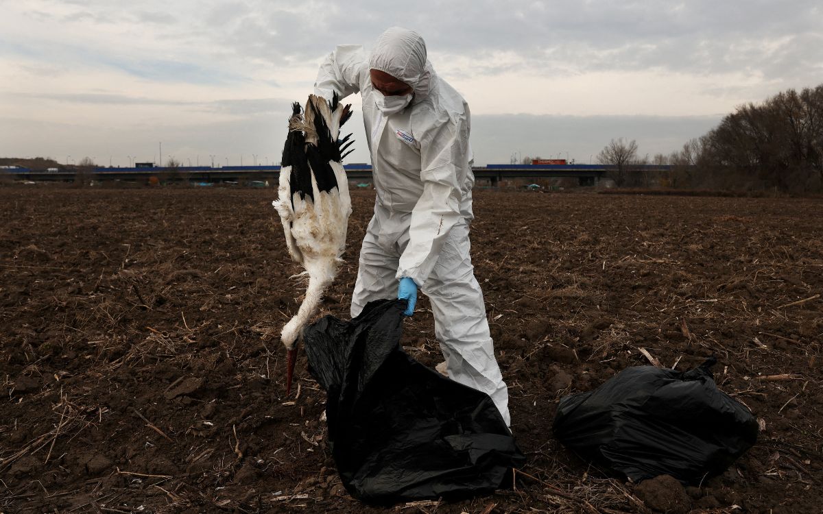 Cientos de cigüeñas caen muertas cerca de Madrid por gripe aviar | Galería Cientos de cigüeñas caen muertas cerca de Madrid por gripe aviar | Galería