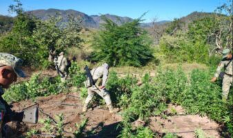 Operativo en Culiacán | Destruyen plantío de marihuana de 120 metros cuadrados