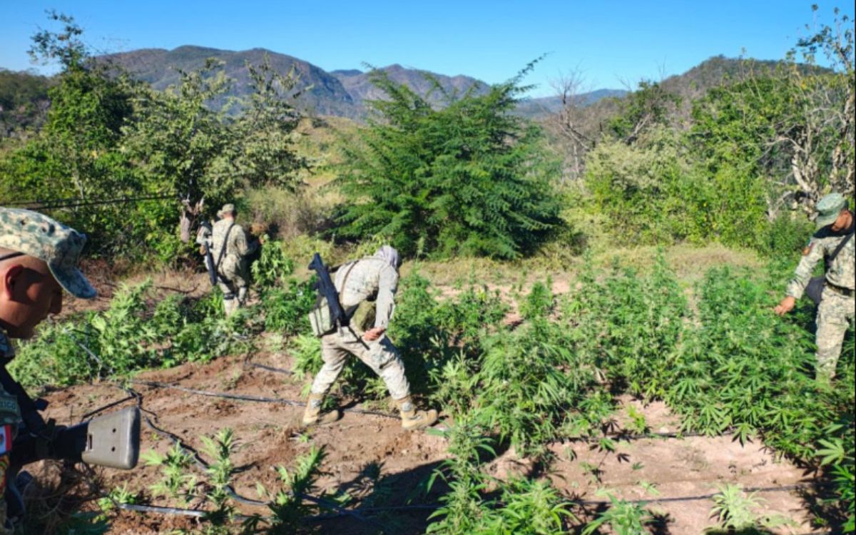 Operativo en Culiacán | Destruyen plantío de marihuana de 120 metros cuadrados Operativo en Culiacán | Destruyen plantío de marihuana de 120 metros cuadrados
