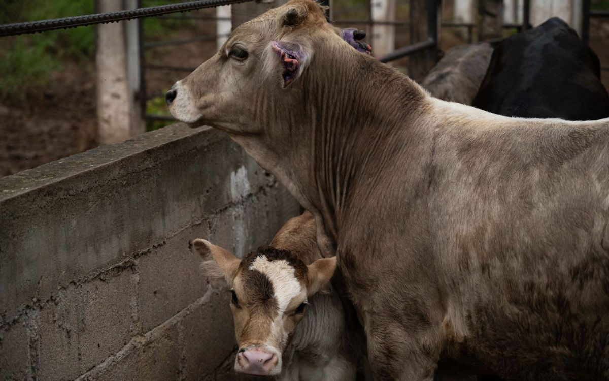México activa emergencia de sanidad animal por gusano barrenador