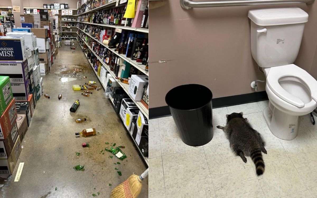Posada animal: Mapache se emborracha en tienda de licores de EE.UU. y se desmaya en el baño
