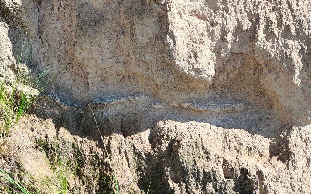 INAH resguarda fósiles encontrados en Puebla INAH resguarda fósiles encontrados en Puebla