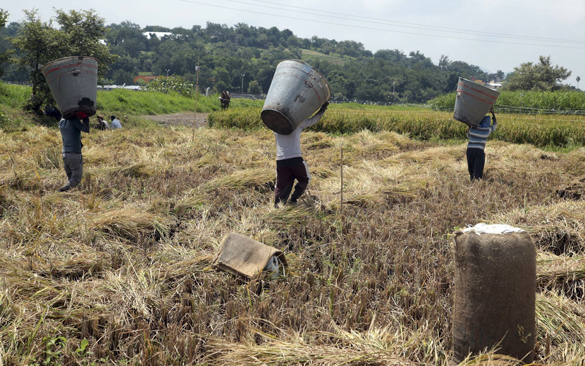 Gobierno federal anuncia apoyo económico para productores de arroz ante caída de precios internacionales Gobierno federal anuncia apoyo económico para productores de arroz ante caída de precios internacionales