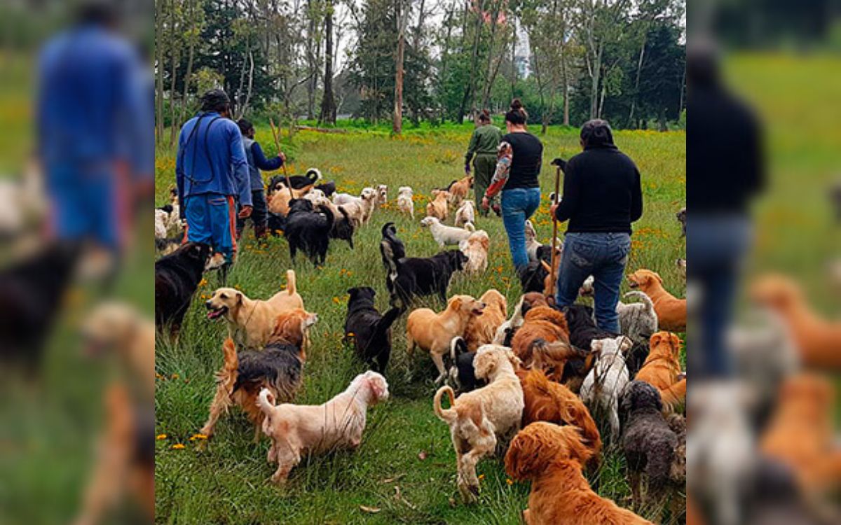 Refugio Franciscano denuncia desalojo judicial; en riesgo 1,200 animales, advierten Refugio Franciscano denuncia desalojo judicial; en riesgo 1,200 animales, advierten