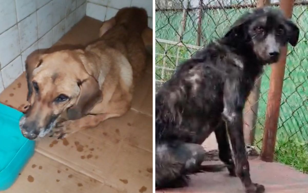 Refugio Franciscano hacinó a miles de perros y rechazó proyecto para un mejor albergue: Fundación Antonio Hagenbeck Refugio Franciscano hacinó a miles de perros y rechazó proyecto para un mejor albergue: Fundación Antonio Hagenbeck