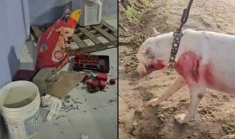 Videos | Saquean albergue para perros en Acapulco; se llevan croquetas, herramientas y hasta el refri y la estufa