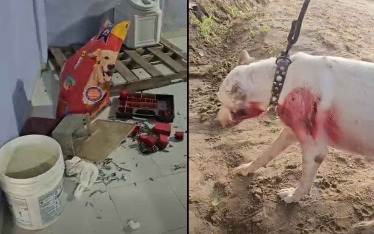 Videos | Saquean albergue para perros en Acapulco; se llevan croquetas, herramientas y hasta el refri y la estufa Videos | Saquean albergue para perros en Acapulco; se llevan croquetas, herramientas y hasta el refri y la estufa