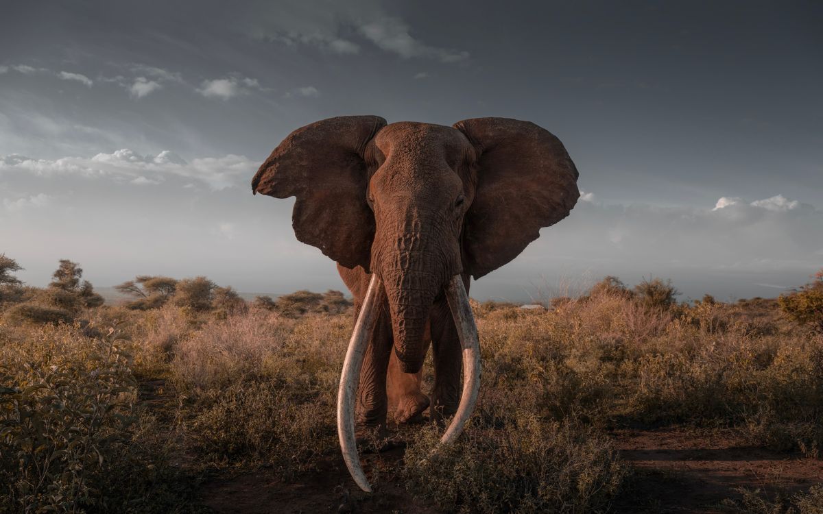 Kenia pierde a Craig, uno de los últimos elefantes supercolmillos de África Kenia pierde a Craig, uno de los últimos elefantes supercolmillos de África