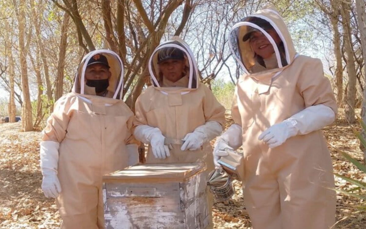Revivir al Río Colorado: Utilizan abejas y agua para restaurar el delta que unía a Estados Unidos con México Revivir al Río Colorado: Utilizan abejas y agua para restaurar el delta que unía a Estados Unidos con México