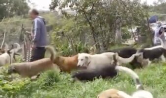 ¿Montaje, rescate o intereses inmobiliarios? Todas las versiones en torno al maltrato y operativo en el Refugio Franciscano