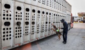 México intensifica contención del Gusano Barrenador del Ganado