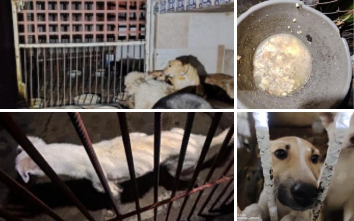 Peritaje tras denuncia penal revela negligencias con perros en Refugio Franciscano: hacinamiento extremo, enfermedades y donas de chocolate como alimento Peritaje tras denuncia penal revela negligencias con perros en Refugio Franciscano: hacinamiento extremo, enfermedades y donas de chocolate como alimento