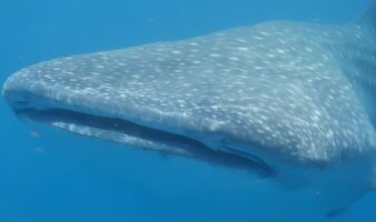 México: Una investigación con drones revela cómo el turismo impacta al tiburón ballena