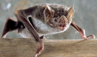 Murciélago provoca alerta sanitaria por rabia humana en Veracruz