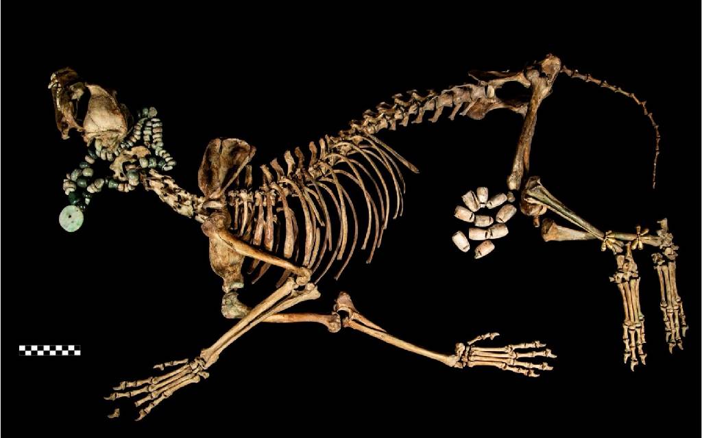 ¿Cómo vivían los animales en Tenochtitlan?... un libro te responde ¿Cómo vivían los animales en Tenochtitlan?... un libro te responde