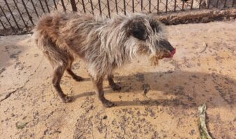 Más allá del conflicto inmobiliario: Activista pone el foco en el maltrato animal con denuncia penal contra Refugio Franciscano