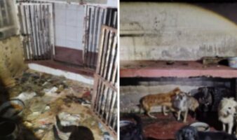 Fiscalía CDMX confirma hacinamiento y crueldad animal en Refugio Franciscano; gobierno tendrá resguardo temporal de perros y gatos