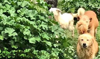 Juzgado ordena restituir predio a Refugio Franciscano; Fundación Haghenbeck acusa 'chicanada legal'