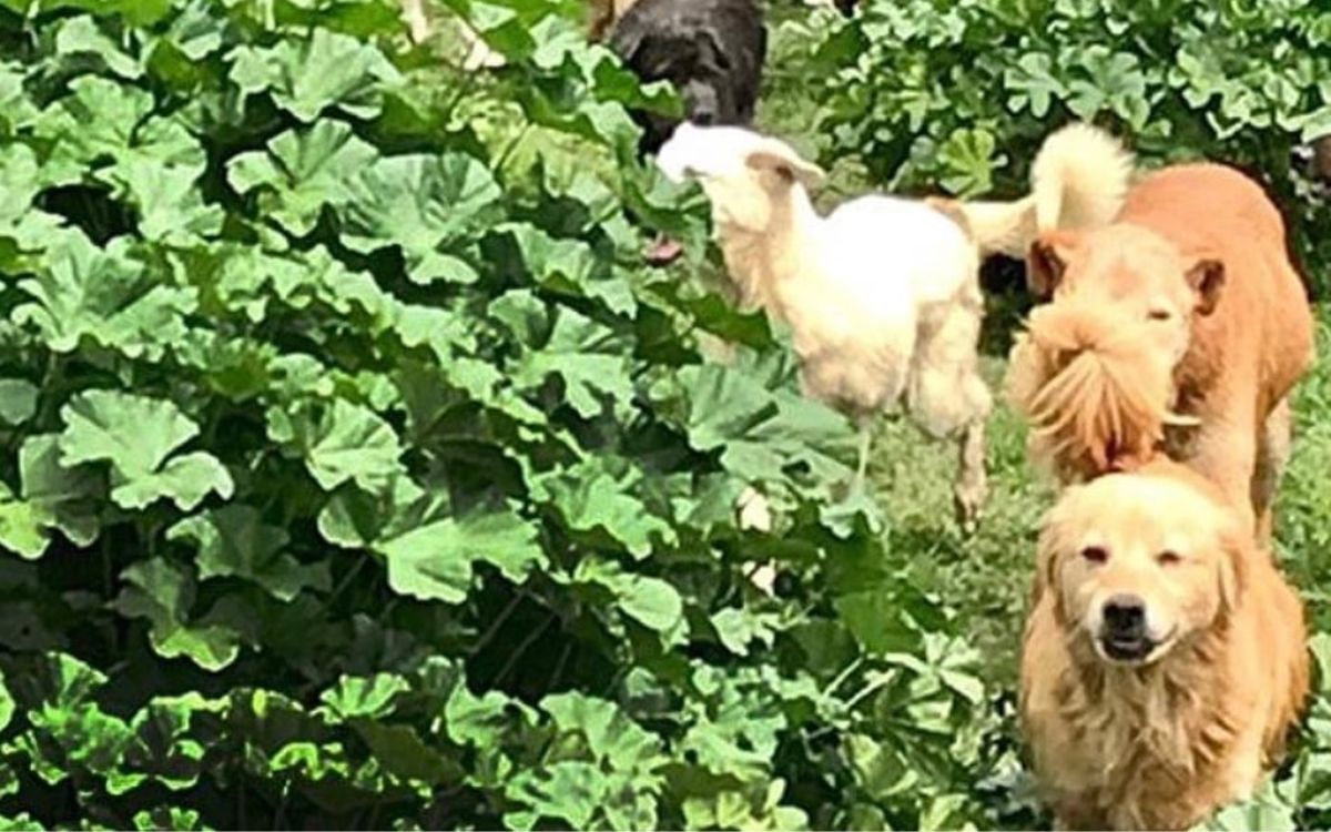 Juzgado ordena restituir predio a Refugio Franciscano; Fundación Haghenbeck acusa 'chicanada legal' Juzgado ordena restituir predio a Refugio Franciscano; Fundación Haghenbeck acusa 'chicanada legal'