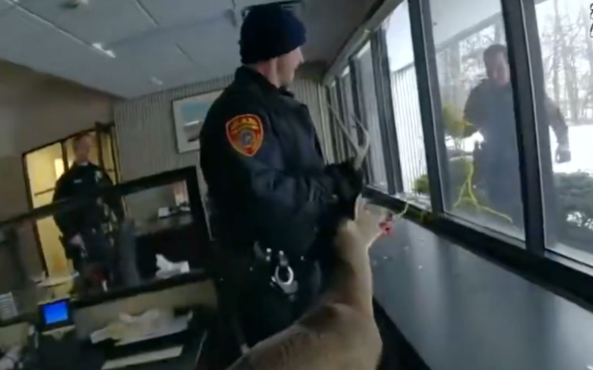 Video | Ciervo irrumpe en banco de Nueva York: Rompe una ventana y corre libre por la sucursal Video | Ciervo irrumpe en banco de Nueva York: Rompe una ventana y corre libre por la sucursal