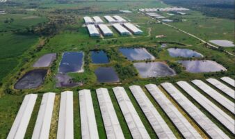 Fiscalizarán granjas de cerdos en Yucatán; omiten bienestar animal | Igualdad Animal México