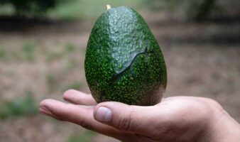 El aguacate pierde hasta 5 % de su valor por extorsiones antes de llegar al Super Bowl: ANPEC