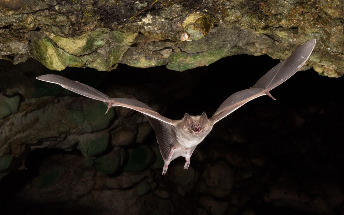 Ecólogo mexicano llama a proteger a los murciélagos: 'Son nuestros aliados más importantes' Ecólogo mexicano llama a proteger a los murciélagos: 'Son nuestros aliados más importantes'