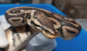 Profepa rescata serpientes pitones enfermas que eran exhibidas en carnaval de Tepoztlán