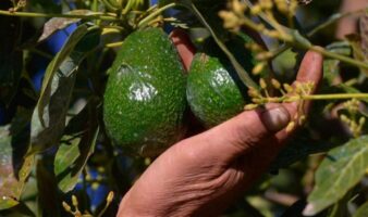 Bosque por «oro verde»: las alternativas al aguacate para frenar la deforestación y la violencia en México
