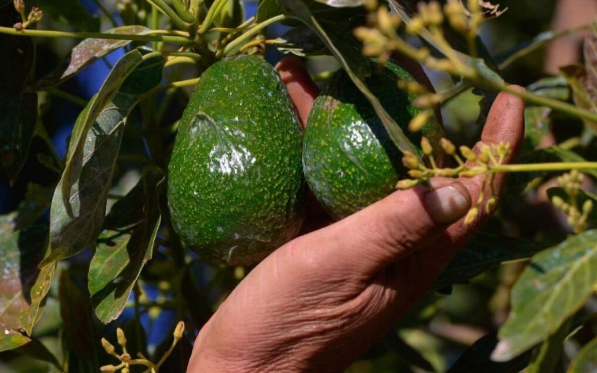 Bosque por «oro verde»: las alternativas al aguacate para frenar la deforestación y la violencia en México Bosque por «oro verde»: las alternativas al aguacate para frenar la deforestación y la violencia en México