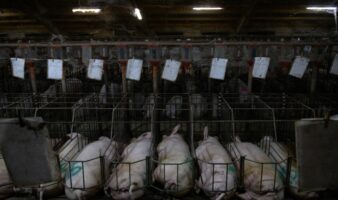 No son granjas: ONU expone la ganadería industrial en México