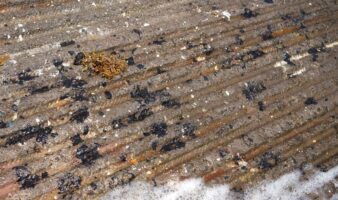 Sigue la llegada de petrolíferos a Veracruz y Tamaulipas; suman 825 toneladas recolectadas