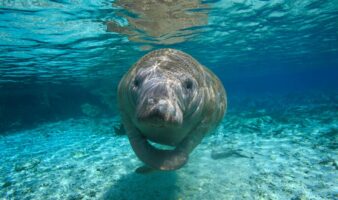 Costa Rica logra histórico rescate de manatí bebé