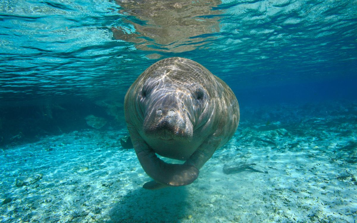 Costa Rica logra histórico rescate de manatí bebé Costa Rica logra histórico rescate de manatí bebé