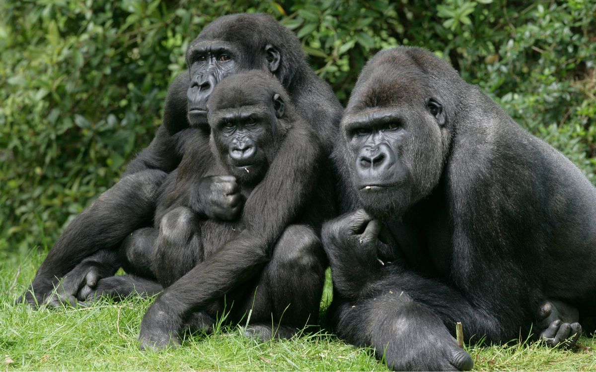 Nace una nueva pareja de crías gemelas de gorila en el Parque de Virunga en RD del Congo