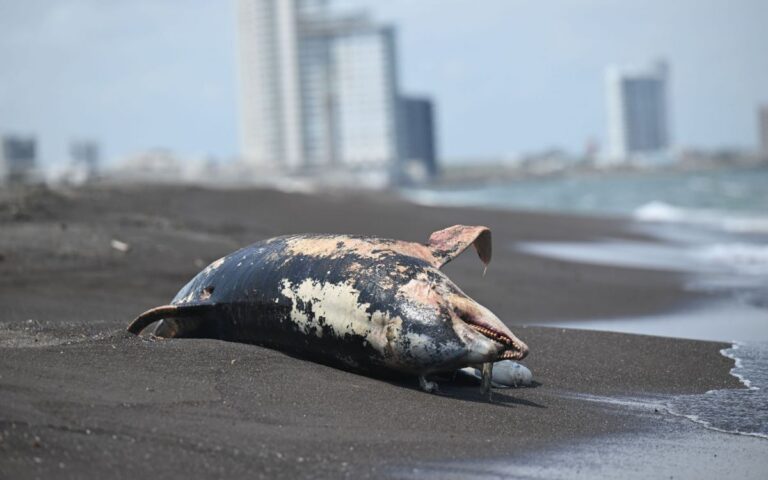 Pemex: Fuga en ducto provocó derrame de hidrocarburo en el Golfo de ...