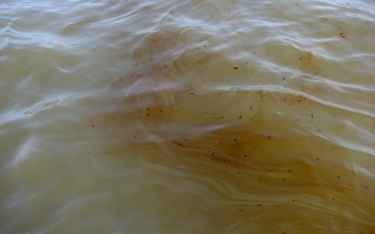 Derrame en el Golfo evidencia falta de transparencia y rendición de cuentas: Oceana