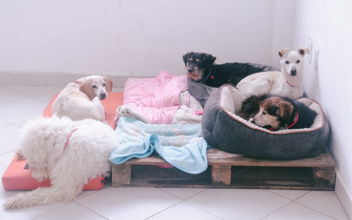 Avalan dar en adopción a 936 animales del Refugio Franciscano Avalan dar en adopción a 936 animales del Refugio Franciscano