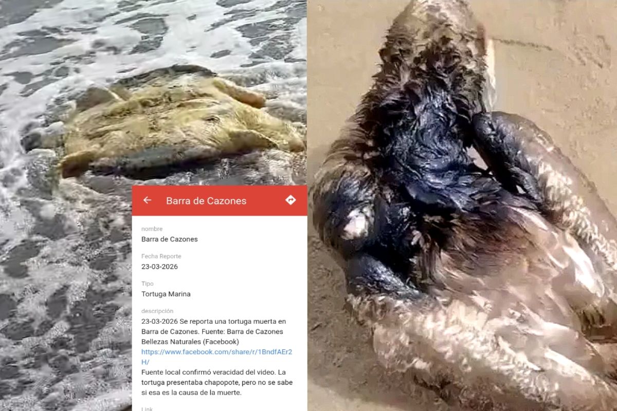 Así puedes denunciar afectaciones al medio ambiente por derrame petrolero en el Golfo de México Así puedes denunciar afectaciones al medio ambiente por derrame petrolero en el Golfo de México