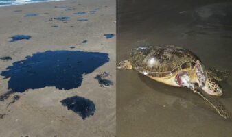 ‘Sigue llegando chapopote mortífero’; comunidades documentan afectaciones por derrame en el Golfo de México