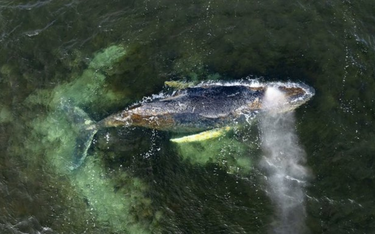 ‘Abandonamos la lucha’: Dejarán morir a ballena varada en Alemania | Video