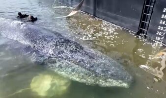 Ballena que dejarían morir en Alemania siempre sí será rescatada | Video