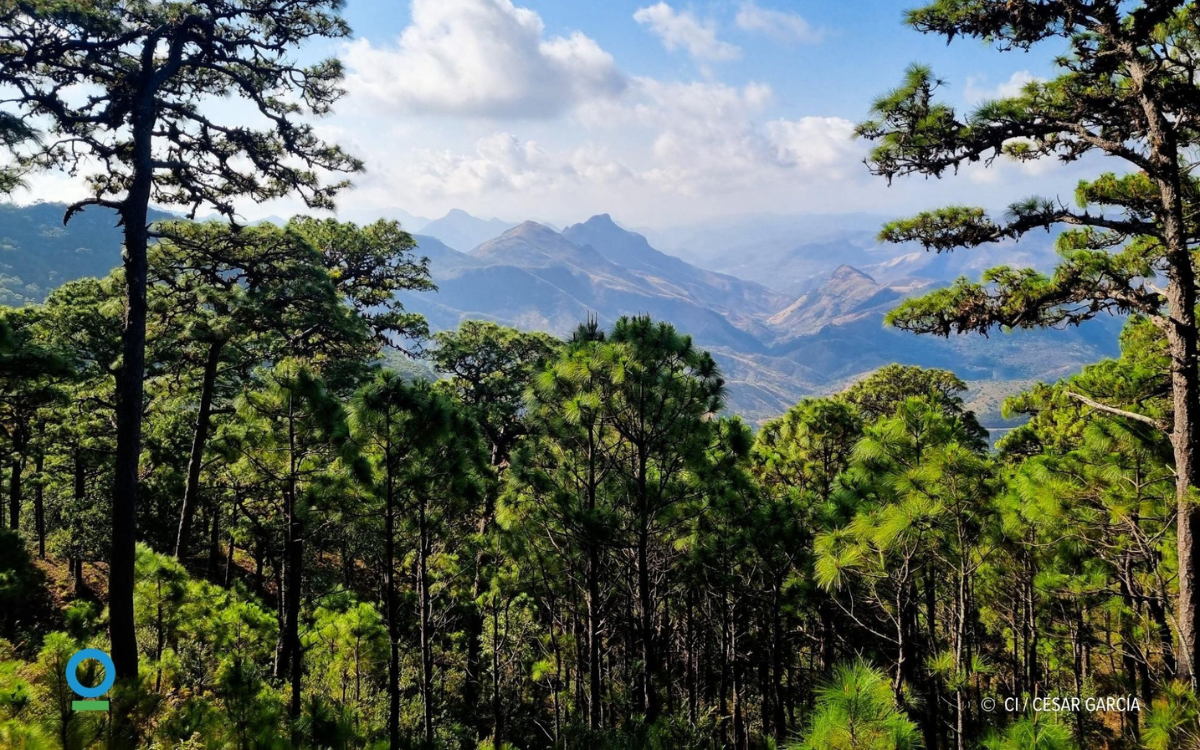 Ante la crisis climática y de agua, la solución está en los bosques y quienes los cuidan | CI México