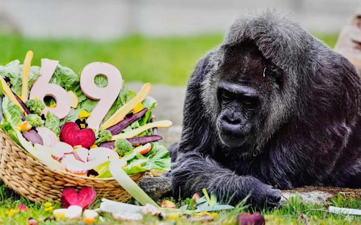 Fatou cumple 69 años y se convierte en la gorila más longeva del mundo Fatou cumple 69 años y se convierte en la gorila más longeva del mundo