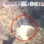 Foto: Especial Marina